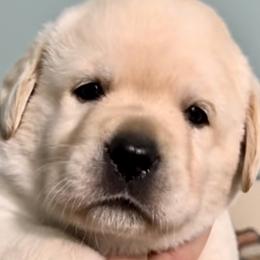 Orange - Labrador Retriever puppy from Timber Creek Labradors