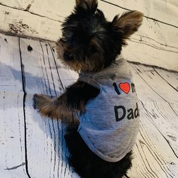 Yorkipoo and Yorkshire Terrier Puppies from Bougie Paws llc