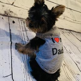 Yorkipoo and Yorkshire Terrier Puppies from Bougie Paws llc