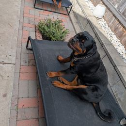 Rottweiler Puppies from Von Der Hing Rottweilers