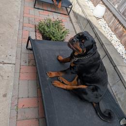Rottweiler Puppies from Von Der Hing Rottweilers