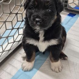 Ike - Black tri-color male Australian Shepherd puppy in Harrodsburg, Kentucky from Triple M Aussies