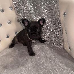 Pac - Black male French Bulldog puppy in Fort Wayne, Indiana from Jack & Ruby's Frenchies