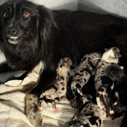 Baylor - Miniature Australian Shepherd