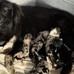 Baylor - Miniature Australian Shepherd