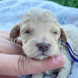 Mercy - Cream female Cockapoo puppy in Bedford, Iowa from Our Father’s Doodles