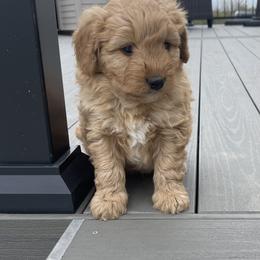 Boy 3 - Bernedoodle puppy in Amherst, Nebraska from Pile Family Goldendoodles