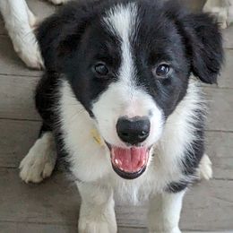 Border Collie Puppies from Water Dog Border Collies