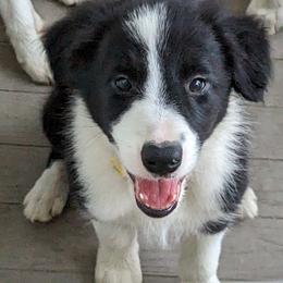 Border Collie Puppies from Water Dog Border Collies