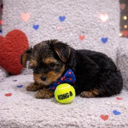 Boy 1 - Black and tan male Yorkshire Terrier puppy in Carmichael, California from Mckeever's Yorkies