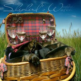 German Shepherd Puppies from Shepherd's Watch
