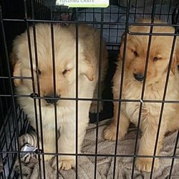 Golden Retriever Puppies from M5 Goldens