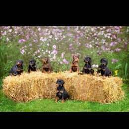 Doberman Pinscher and French Bulldog All Grown Up from The Defender Farm