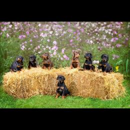 Doberman Pinscher and French Bulldog All Grown Up from The Defender Farm