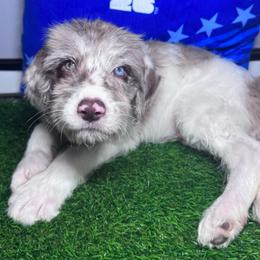 England - Merle female Labradoodle puppy in Kingston, Georgia from CC Familydoodles