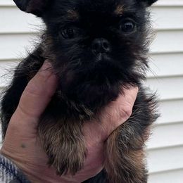 Boy 2 - Black and tan Brussels Griffon puppy in Ashland, Massachusetts from Amelyn Show Dogs