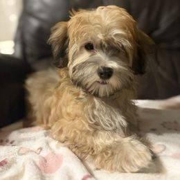 Cammie - Gold female Havanese puppy in Clermont, Florida from Country Sweet Havanese and Creative Coaching