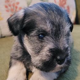 Miniature Schnauzers and Poodles from J's Puppies