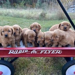 Golden Retriever puppies from Nelson Retrievers