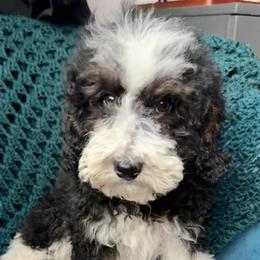 Peter White Collar Male - Black and white male Bernedoodle puppy in Peoria, Arizona from Wroth's Pawsibilities