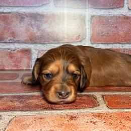 Skye- Shaded red dapple girl - Red female Dachshund puppy in North Auburn, California from Northern Doxie