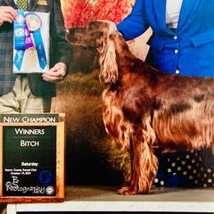 Irish Setters from Motley Acres Farm