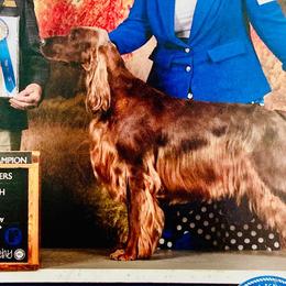 Irish Setters from Motley Acres Farm