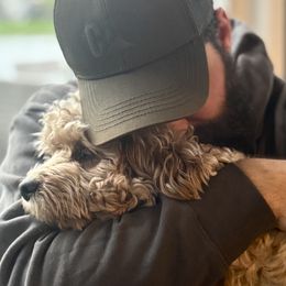 Cavapoo puppies from Kauth Design Cavapoos