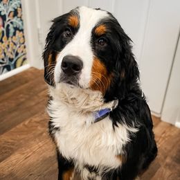 Nova - Bernese Mountain Dog