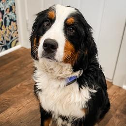 Nova - Bernese Mountain Dog
