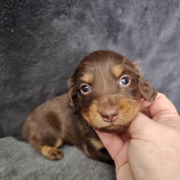 Reese - Chocolate and tan male Dachshund puppy in Windom, Minnesota from Wyrmhund Dachshunds