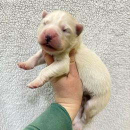Ivan - White male Siberian Husky puppy in Lunenburg, Vermont from SNOW WOOLY HUSKY