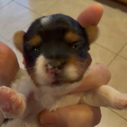Rhoda - Our Little Rose - Black tan and white female Biewer Terrier puppy in Sanford, Florida from Biewer Terriers of Florida Dawn