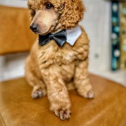 Poodle Puppies from Cityscape Moyen Poodles