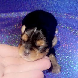 Yorkshire Terrier Puppies from The Royal Yorkie Den LLC