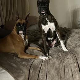 Boxer Puppies from KP Boxers