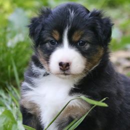 Australian Shepherd Puppies from Starbound Aussies