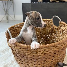 Bram - Fawn brindle male Whippet puppy in Fort Myers, Florida from Rainbow Whippets