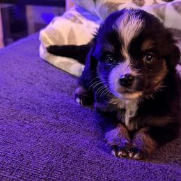 Nyla - Black tri Miniature Australian Shepherd puppy in Saint Cloud, Minnesota from Minnesota House of Hounds