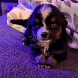 Nyla - Black tri Miniature Australian Shepherd puppy in Saint Cloud, Minnesota from Minnesota House of Hounds