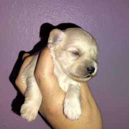 Link - Wheaten male Miniature Schnauzer puppy in Florida from Central Florida Schnauzers