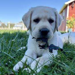 Boy 3 - male Labrador Retriever puppy in Medford, Oregon from Valley View English Labs
