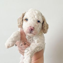 Goldendoodle Puppies from Eagle Mountain Doodles