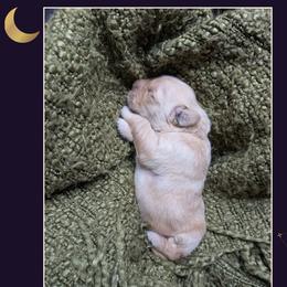 Stella - Golden female Golden Retriever puppy in Buckley, Washington from Chrysus Spirit Goldens
