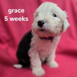 Grace - Gray and white female Old English Sheepdog puppy in Sutherlin, Oregon from Sapphire Eyes Sheepdogs