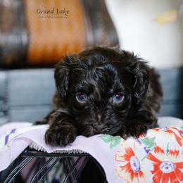 Baton Rouge - Brown male Schnoodle puppy in Grove, Oklahoma from Grand Lake Poodles & Doodles