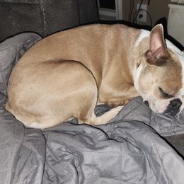 Boston Terrier and French Bulldog Puppies from Peachy Keen Bostons and Frenchies