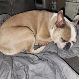 Boston Terrier and French Bulldog Puppies from Peachy Keen Bostons and Frenchies