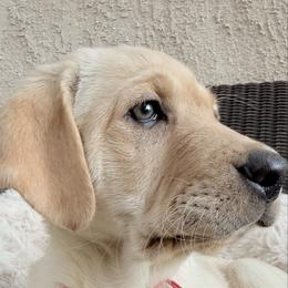 Lily - Yellow female Labrador Retriever puppy in Mission Viejo, California from Loving Puppy House