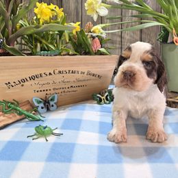 Mantis - Liver white and tan English Springer Spaniel puppy in Saginaw, Michigan from Kemerer Springers